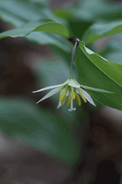 Disporum smilacinum Disporum smilacinum