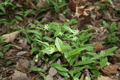 Disporum smilacinum Disporum smilacinum