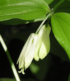 Disporum viridescens Disporum viridescens