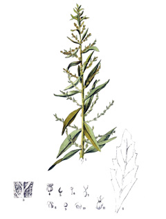 Dysphania anthelmintica Wormseed