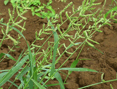 Echinochloa colona Jungle Rice