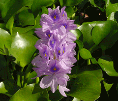 Eichhornia crassipes Water Hyacinth, Common water hyacinth Eichhornia crassipes Water Hyacinth, Common water hyacinth