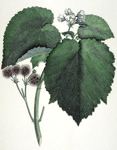 Entelea arborescens Corkwood Tree Entelea arborescens Corkwood Tree