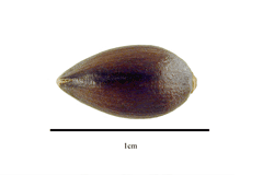 Ephedra ciliata 