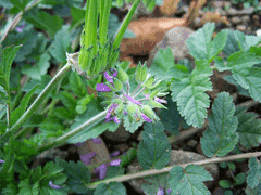 Erodium moschatum Musk Storksbill Erodium moschatum Musk Storksbill