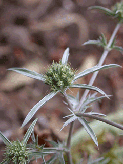 Eryngium creticum Eryngo Eryngium creticum Eryngo