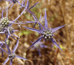 Eryngium creticum Eryngo Eryngium creticum Eryngo