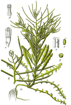 Erysimum repandum Bushy Wallflower, Spreading wallflower Erysimum repandum Bushy Wallflower, Spreading wallflower