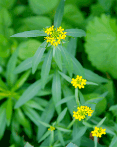 Erysimum repandum Bushy Wallflower, Spreading wallflower Erysimum repandum Bushy Wallflower, Spreading wallflower