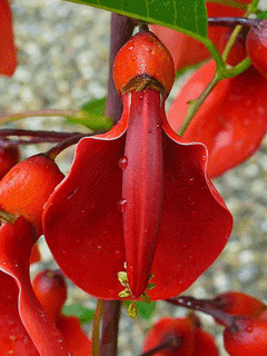 Erythrina crista-galli Coral Tree, Crybabytree Erythrina crista-galli Coral Tree, Crybabytree