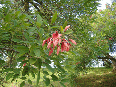 Erythrina crista-galli Coral Tree, Crybabytree Erythrina crista-galli Coral Tree, Crybabytree