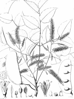 Erythrophleum suaveolens Erun, ordealtree, Sasswood Tree