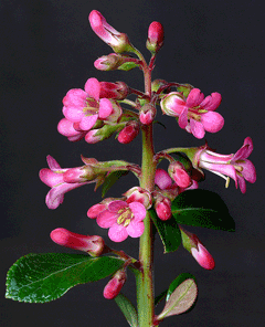 Escallonia x exoniensis Escallonia, Pink Princess Escallonia