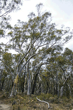 Eucalyptus macrorhyncha Red Stringybark Eucalyptus macrorhyncha Red Stringybark