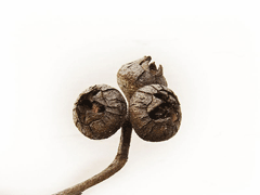 Eucalyptus macrorhyncha Red Stringybark Eucalyptus macrorhyncha Red Stringybark