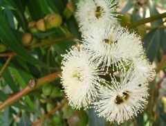 Eucalyptus gomphocephala Tuart. Tuart Gum