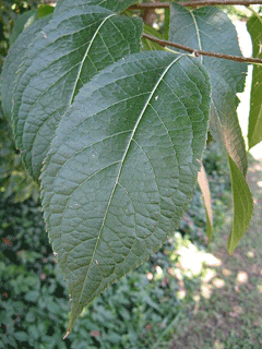 Eucommia ulmoides Gutta-Percha Eucommia ulmoides Gutta-Percha