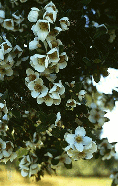 Eucryphia cordifolia Ulmo Eucryphia cordifolia Ulmo