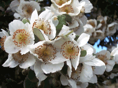 Eucryphia cordifolia Ulmo Eucryphia cordifolia Ulmo