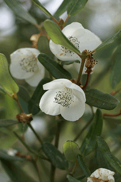 Eucryphia lucida Leatherwood Eucryphia lucida Leatherwood
