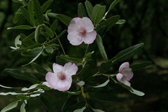 Eucryphia lucida Leatherwood Eucryphia lucida Leatherwood