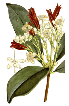 Eugenia brasiliensis Grumichama, Brazilian Plum
