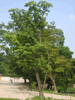 Euodia daniellii Euodia daniellii