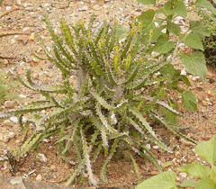 Euphorbia tetragona Naboom