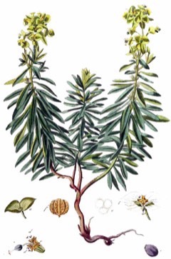 Euphorbia esula Leafy Spurge. Green spurge