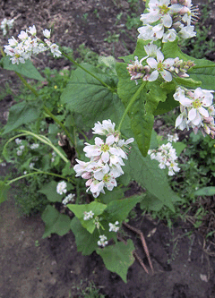 Fagopyrum esculentum Buckwheat