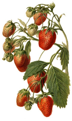 Fragaria x ananassa Strawberry