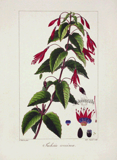 Fuchsia coccinea Scarlet fuchsia