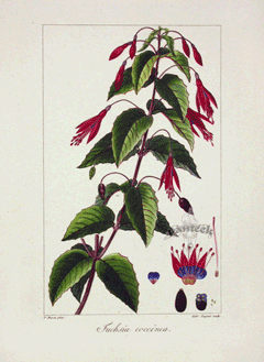 Fuchsia coccinea Scarlet fuchsia Fuchsia coccinea Scarlet fuchsia