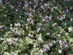 Geranium macrorrhizum Bigroot Geranium Geranium macrorrhizum Bigroot Geranium