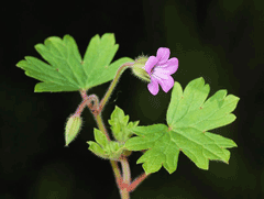 Geranium rotundifolium Roundleaf geranium Geranium rotundifolium Roundleaf geranium