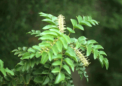 Gevuina avellana Chilean Hazel Gevuina avellana Chilean Hazel