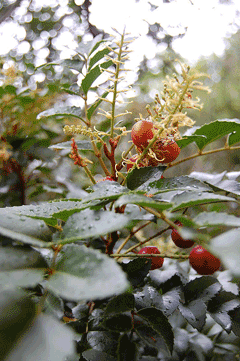Gevuina avellana Chilean Hazel Gevuina avellana Chilean Hazel