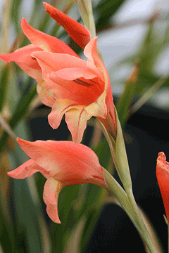 Gladiolus dalenii Cornflag Gladiolus dalenii Cornflag