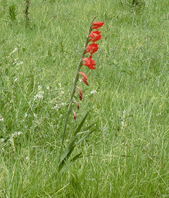 Gladiolus dalenii Cornflag Gladiolus dalenii Cornflag