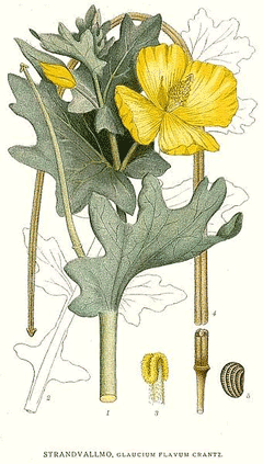 Glaucium flavum Horned Poppy, Yellow hornpoppy