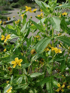 Guizotia abyssinica Niger Seed, Ramtilla