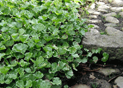 Gunnera magellanica Gunnera magellanica