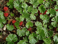 Gunnera magellanica Gunnera magellanica