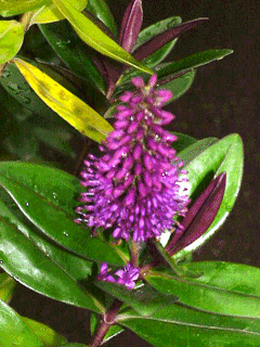 Veronica speciosa New Zealand hebe Veronica speciosa New Zealand hebe