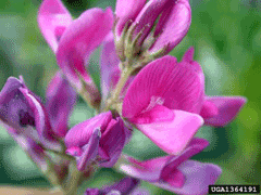 Hedysarum boreale Sweet Vetch, Utah sweetvetch, Northern sweetvetch