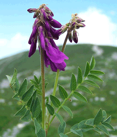 Hedysarum hedysaroides Alpine French Honeysuckle
