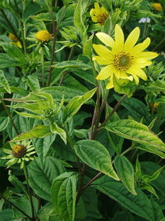 Helianthus laetiflorus Showy Sunflower, Cheerful sunflower