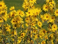 Helianthus maximilianii Maximillian Sunflower, Maximillian Daisy