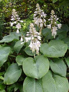 Hosta sieboldiana Hosta sieboldiana