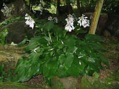 Hosta sieboldiana Hosta sieboldiana